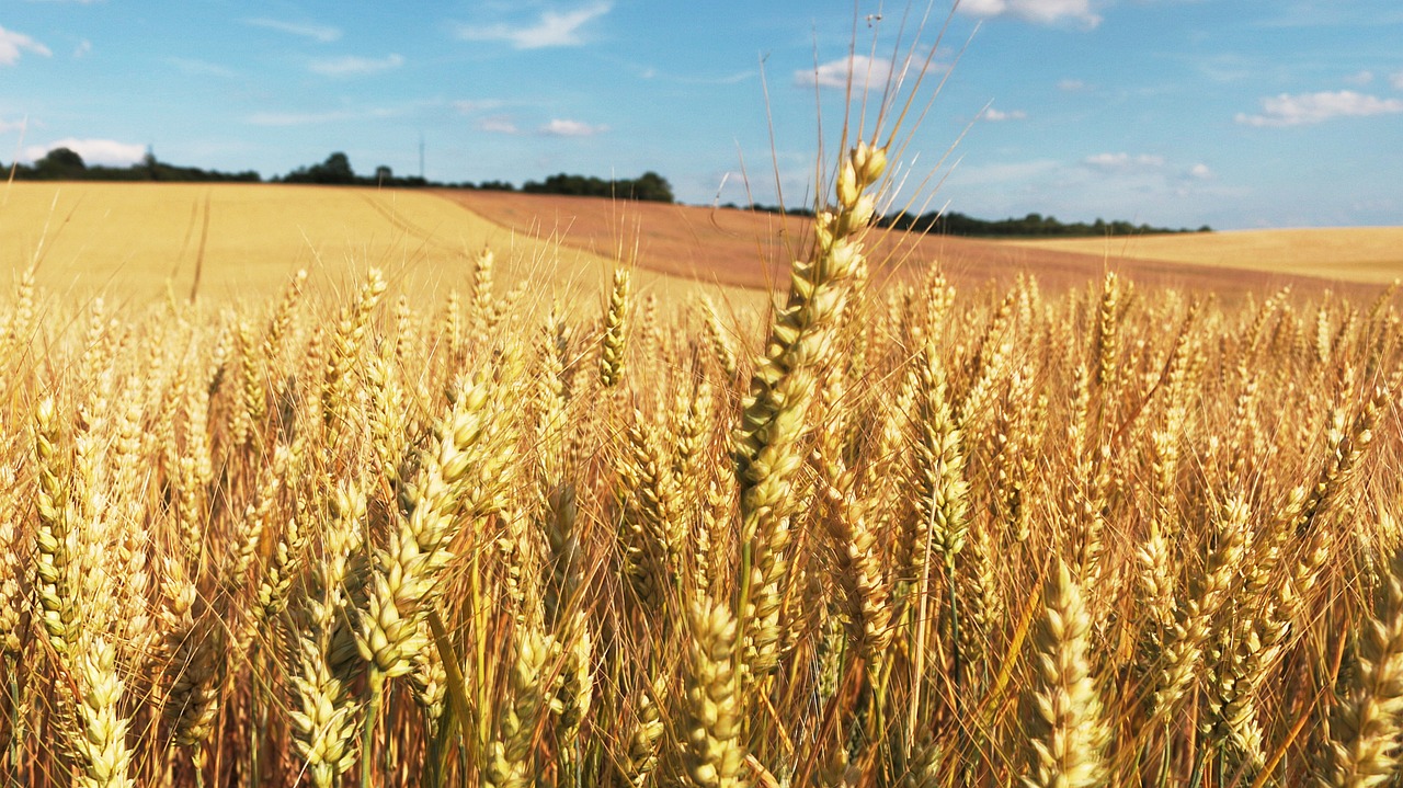 cornfield-header - coopérative de matha